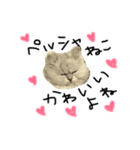 ペルシャ猫ちゃんの日常（個別スタンプ：8）