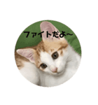 くるみとみるく2（個別スタンプ：3）