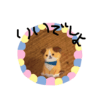動物スタンプにゃ（個別スタンプ：5）