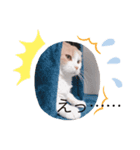 猫のちいさん（個別スタンプ：3）