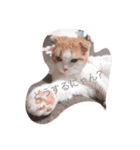 猫のちいさん（個別スタンプ：5）