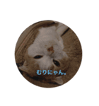 猫のちいさん（個別スタンプ：8）