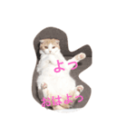 猫のちいさん2（個別スタンプ：1）