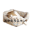 猫のちいさん2（個別スタンプ：3）