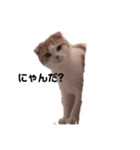 猫のちいさん2（個別スタンプ：5）