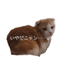猫のちいさん2（個別スタンプ：6）