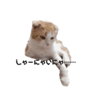 猫のちいさん2（個別スタンプ：7）
