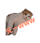 猫のちいさん2（個別スタンプ：8）