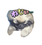 ペキニーズ レオくん スタンプ（個別スタンプ：4）