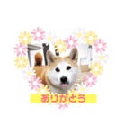 芝犬ミルミル（個別スタンプ：1）