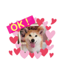 芝犬ミルミル（個別スタンプ：2）