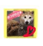 芝犬ミルミル（個別スタンプ：4）