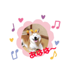 芝犬ミルミル（個別スタンプ：6）