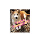 芝犬ミルミル（個別スタンプ：7）