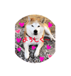芝犬ミルミル（個別スタンプ：8）