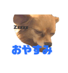 我が家のチワックス（個別スタンプ：2）