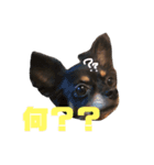 我が家のチワックス（個別スタンプ：5）