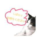 こねこ ゆきすみ 2（個別スタンプ：2）