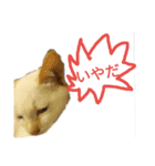 こねこ ゆきすみ 2（個別スタンプ：3）