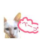 こねこ ゆきすみ 2（個別スタンプ：4）