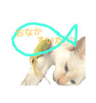 こねこ ゆきすみ 2（個別スタンプ：5）