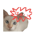こねこ ゆきすみ 2（個別スタンプ：7）