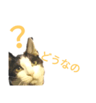 こねこ ゆきすみ 2（個別スタンプ：8）