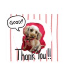 愛犬こはるちゃん（個別スタンプ：1）