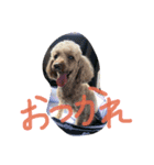 愛犬こはるちゃん（個別スタンプ：3）