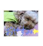 愛犬こはるちゃん（個別スタンプ：4）