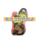 愛犬こはるちゃん（個別スタンプ：5）