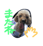 愛犬こはるちゃん（個別スタンプ：6）