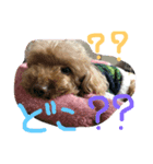 愛犬こはるちゃん（個別スタンプ：7）