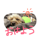 愛犬こはるちゃん（個別スタンプ：8）