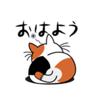 ねことんとん 三毛猫の日常会話01（個別スタンプ：1）