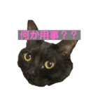 山崎ちゃこ（個別スタンプ：2）