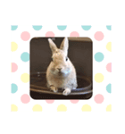 うさぎのモコパート2（個別スタンプ：4）