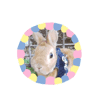 うさぎのモコパート2（個別スタンプ：5）