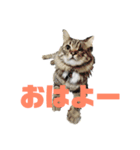 ごーちくもーちゃん2（個別スタンプ：1）