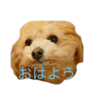 こあ。犬（個別スタンプ：1）
