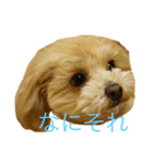 こあ。犬（個別スタンプ：2）