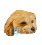 こあ。犬（個別スタンプ：3）