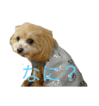 こあ。犬（個別スタンプ：4）