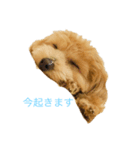 こあ。犬（個別スタンプ：6）