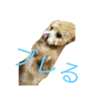 こあ。犬（個別スタンプ：7）