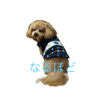 こあ。犬（個別スタンプ：8）
