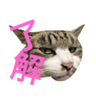 猫が一言にゃにゃにゃ（個別スタンプ：1）