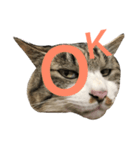 猫が一言にゃにゃにゃ（個別スタンプ：2）