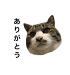 猫が一言にゃにゃにゃ（個別スタンプ：3）