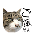 猫が一言にゃにゃにゃ（個別スタンプ：4）